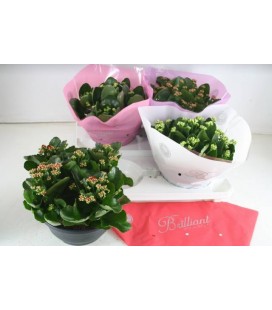 Kalanchoe coupe de 23 diff coul