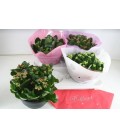 Kalanchoe coupe de 23 diff coul