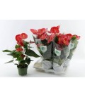 Anthurium Arebo pot de 17