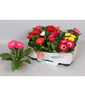 Gerbera open air pot de 09