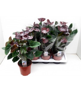 Anthurium Choco Ø 17 h 60