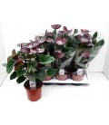 Anthurium Choco Ø 17 h 60