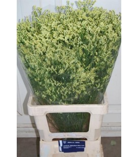 Limonium Pineap diam 65 cm
