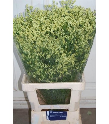Limonium Pineap diam 65 cm