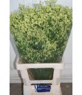 Limonium Pineap diam 65 cm