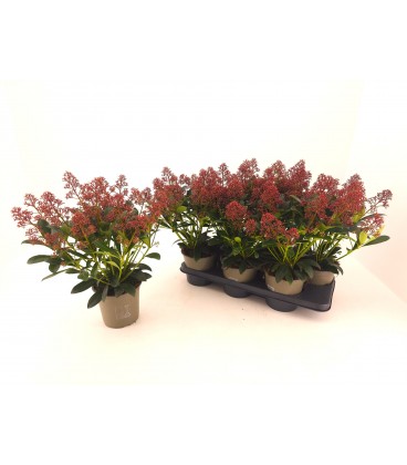 Skimmia rub Ø 15 h 35
