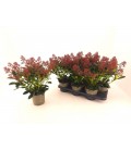 Skimmia rub Ø 15 h 35
