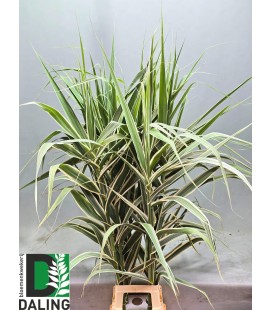 Arundo donax 120 cm