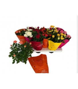 Rosier mix Ø 10.5