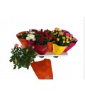 Rosier mix Ø 10.5