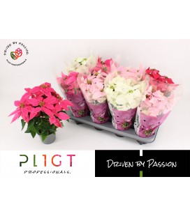 Prinsettia Ø 12 mix coul