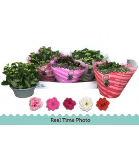 Kalanchoe coupe 23 cm diff coul