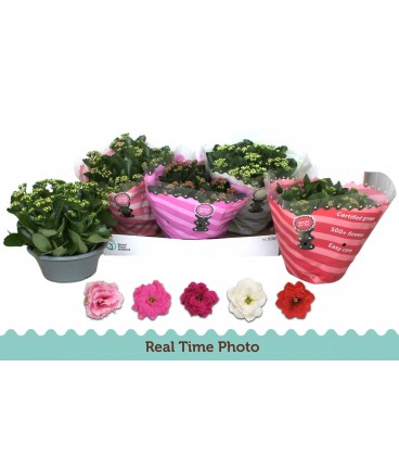 Kalanchoe coupe 23 cm diff coul