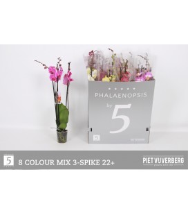 Phalaeno mix Ø 12 70 cm 3b