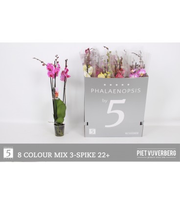 Phalaeno mix Ø 12 65 cm 3 B