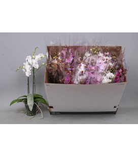 Phalaenopsis MF Ø12 H 55 
