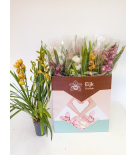 Cymbidium Mix Ø14 h 70 3 b