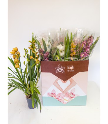 Cymbidium Mix Ø14 h 75 4 b