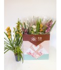 Cymbidium Mix Ø14 h 70 3 b