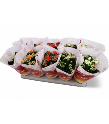 Kalanchoe mix Ø12