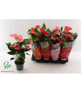 Anthurium mix coul Ø14