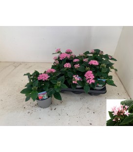 Pentas Ø13 Rose