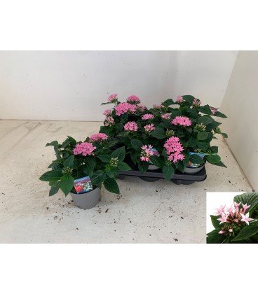 Pentas Ø13
