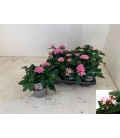 Pentas Ø13 Rose