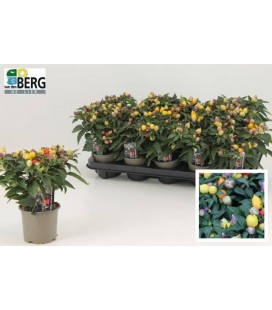 Piments Ø 10.5