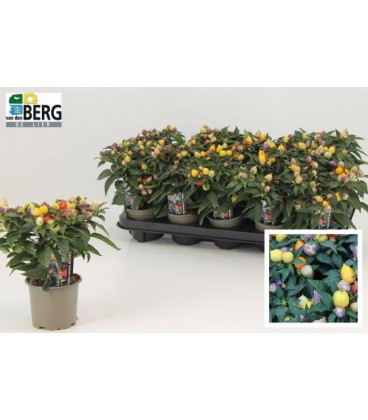 Piments Ø 10.5