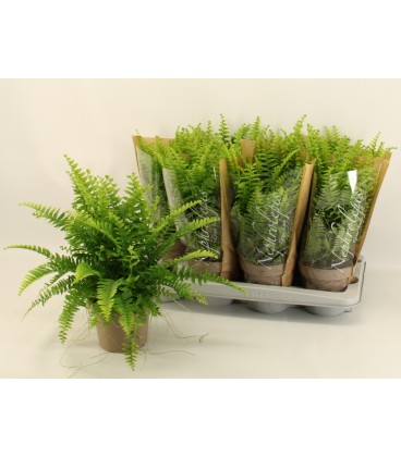 Nephrolepsis Green lady Ø 14