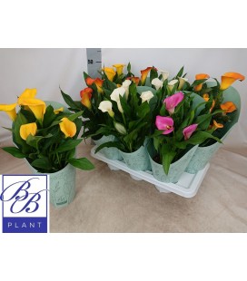 Calla mix Ø 14 h 50 gros