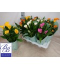 Calla mix Ø 14 h 50 gros