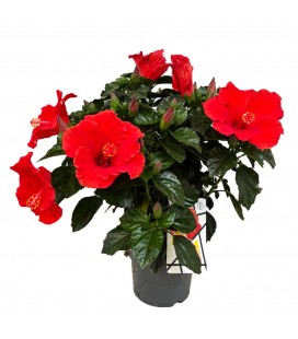 Hibiscus ov Ø 17