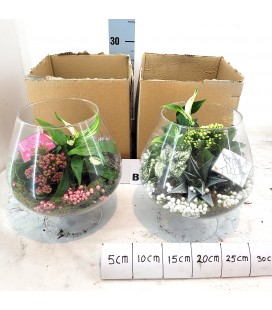 Compo Plantes Ø 22