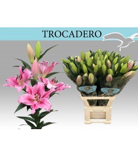 Lys Ot Trocadero 100 cm