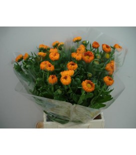 Soucis Green spot 50 cm