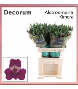 Alstromeria Kimora 