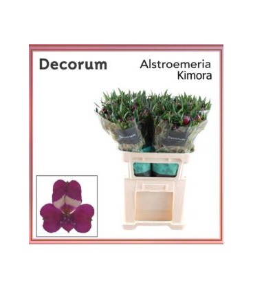 Alstromeria Kimora 