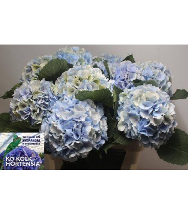 Hortensia Verena Bl cl 60 cm