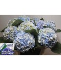 Hortensia Verena Bl cl 60 cm