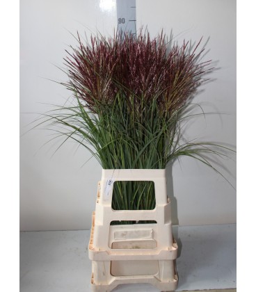 Miscanthus 90 cm