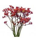 Anigozanthos early spring 70 cm