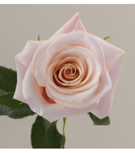 Rose eq Mother of pearl 50 cm x25
