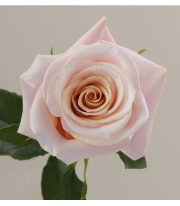 Rose eq Mother of pearl 50 cm x25