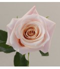Rose eq Mother of pearl 50 cm x25