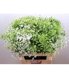 Dille 70 cm