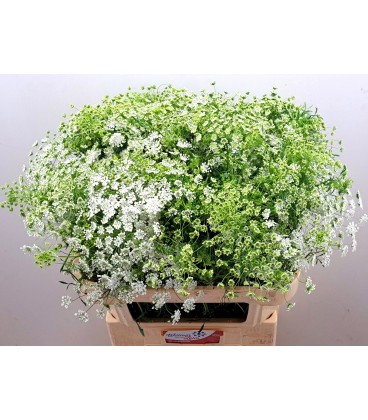Dille 75 cm