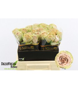 Rose Teddy 40 cm