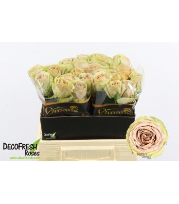 Rose Teddy 40 cm